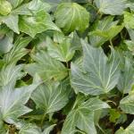 hederafol1helixgreenripple