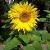 helianthuscfloannuswikimediacommons