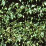 parthenocissusfolquinquefolia