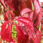 parthenocissusfol1quinquefolia