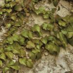 parthenocissusfol1tricuspidataveitchii1
