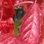 parthenocissusfol2quinquefolia
