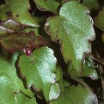 parthenocissusfol2tricuspidataveitchii