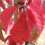 parthenocissusfol3quinquefolia1