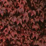 parthenocissusfol4tricuspidataveitchii1