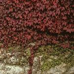 parthenocissusfortricuspidataveitchii1