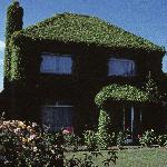 parthenocissusfor1quinquefolia1