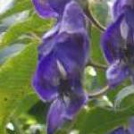 aconitumflohemsleyanumroseland