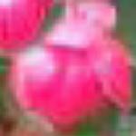 berberidopisflocorallinaroseland