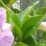 clystomafol1callistegioidesroseland