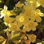 gelsemiumflossempervirensroseland