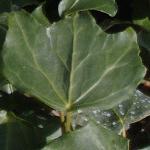 hederafol3helixglacier