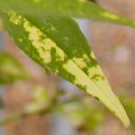 jasminumfoldofficinaleaureovariegatum