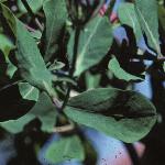 lonicerafolpericlymenum1