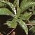 passiflorafoltcaerulea1a1