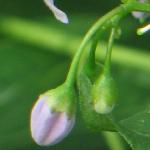 solanumflobudsjasminoides