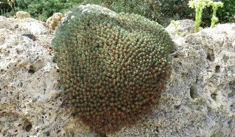 acantholimonforulicinumvarcreticumplant