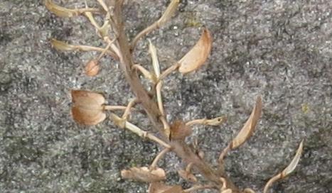 aethionemafol1schistosumplant