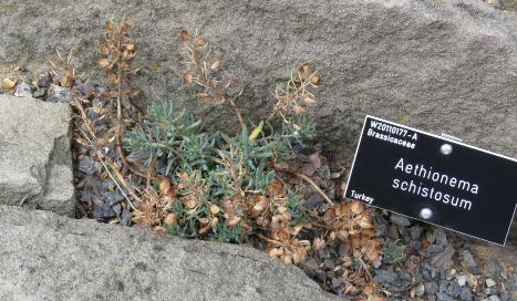 aethionemaforschistosumplant