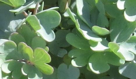 aquilegiafolscopulorumplant
