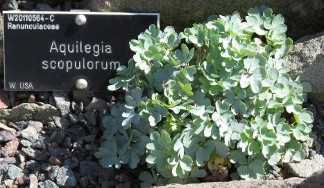 aquilegiaforscopulorumplant