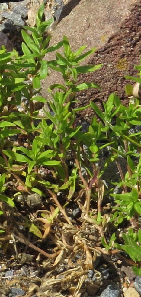 arenariafolgrandifloraplant