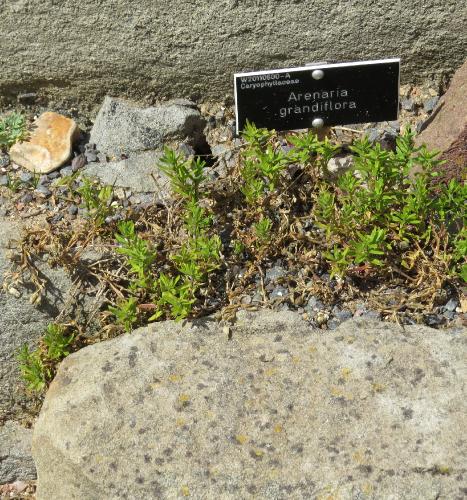 arenariaforgrandifloraplant