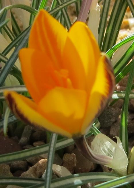 crocuspflo1angustifoliusgarnonswilliams