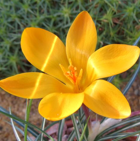 crocuspflo2angustifoliusgarnonswilliams