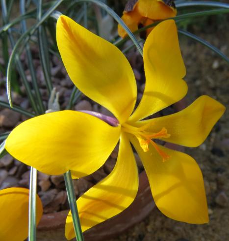 crocuspflo3angustifoliusgarnonswilliams