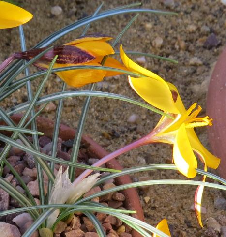 crocuspflo4angustifoliusgarnonswilliams