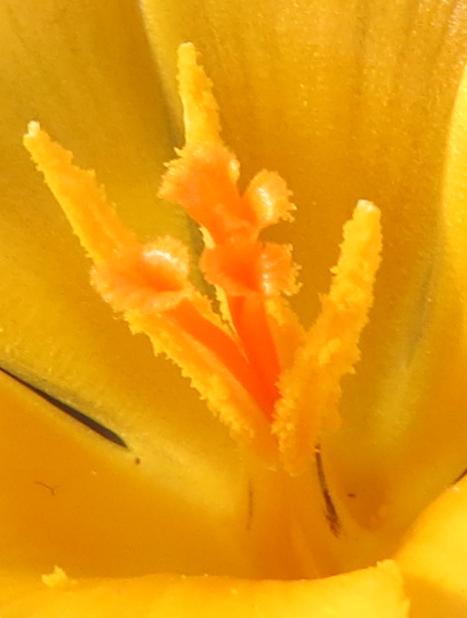 crocuspflo5angustifoliusgarnonswilliams