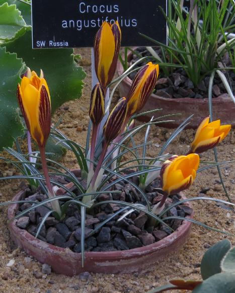 crocuspflos1angustifoliusgarnonswilliams