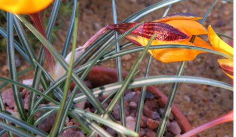 crocuspfolangustifoliusgarnonswilliams