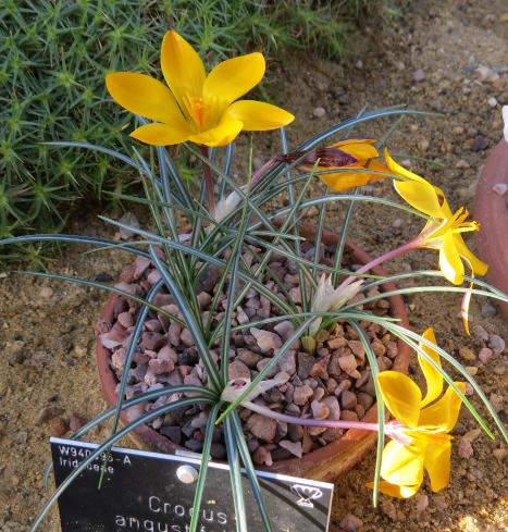 crocuspfor2angustifoliusgarnonswilliams