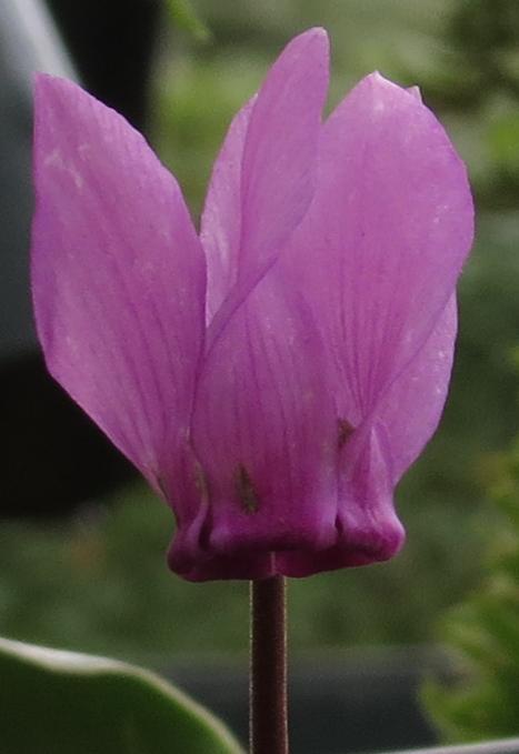 cyclamenflo1purpurascens