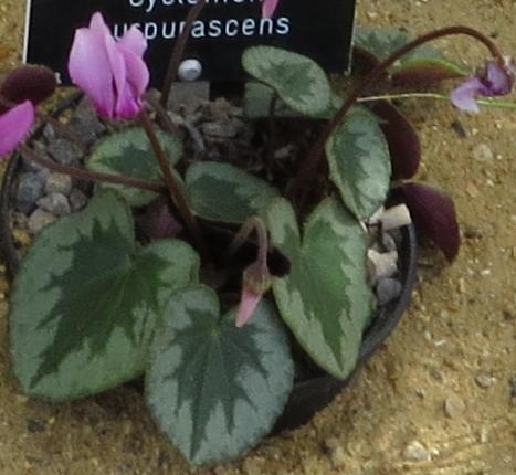 cyclamenfolpurpurascens