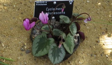 cyclamenforpurpurascens