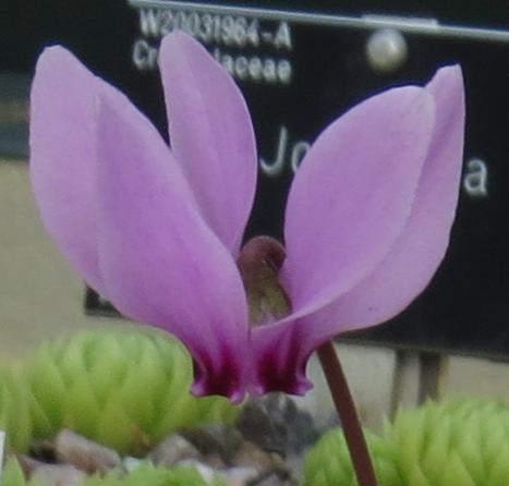 cyclamenpflo1africanumgarnonswilliams