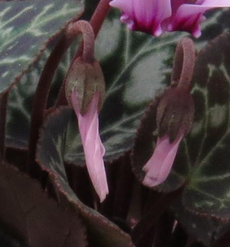 cyclamenpflo1graecumgarnonswilliams
