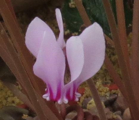 cyclamenpflo2africanumgarnonswilliams