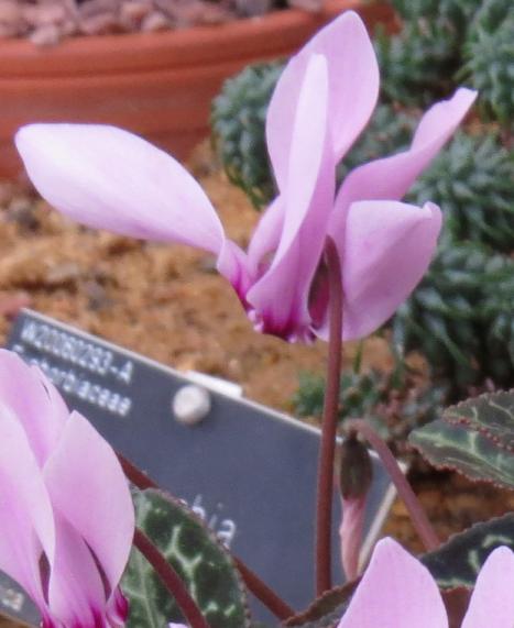 cyclamenpflo2graecumgarnonswilliams
