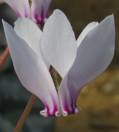 cyclamenpflo3africanumgarnonswilliams