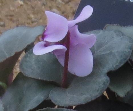 cyclamenpflo4graecumgarnonswilliams