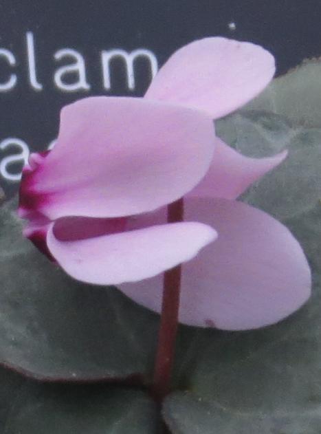 cyclamenpflo5graecumgarnonswilliams