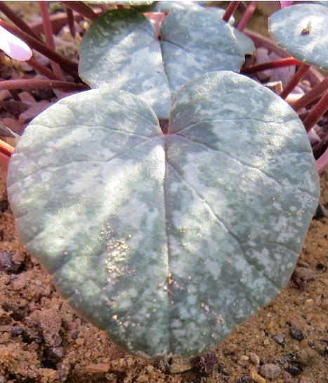 cyclamenpfollibanoticumgarnonswilliams