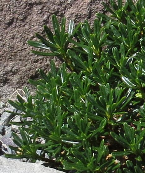 daphnefolarbuscula