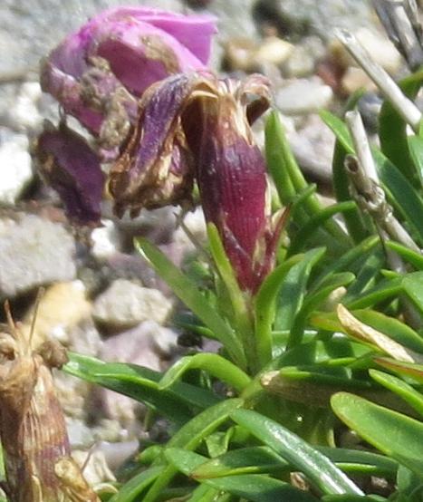 dianthusfloalpinus