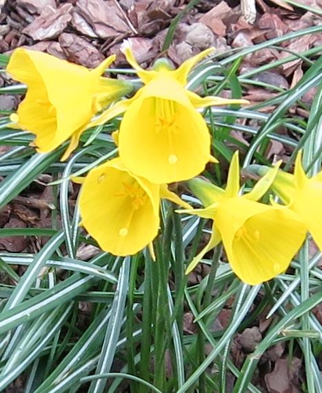 narcissuspflo1bulbocodiumgarnonswilliams