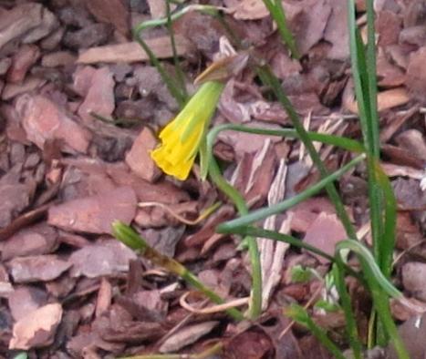 narcissuspflo2bulbocodiumgarnonswilliams